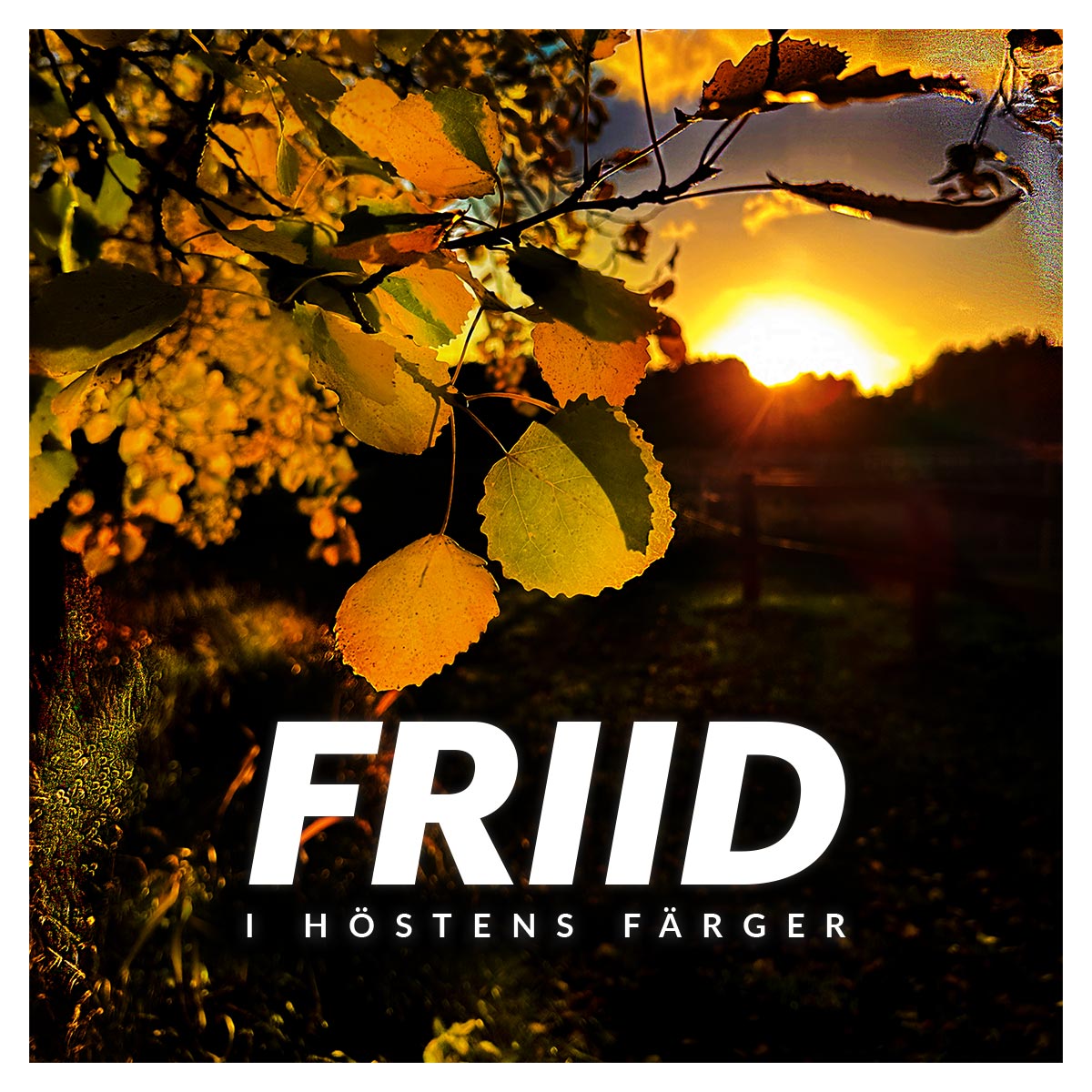 I höstens färger - FRIID